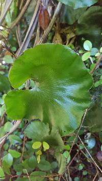 Hymenophyllum nephrophyllum image