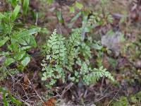 Lindsaea trichomanoides image