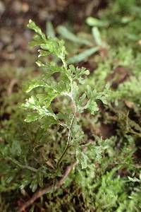 Hymenophyllum pulcherrimum image