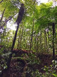 Cyathea costaricensis image