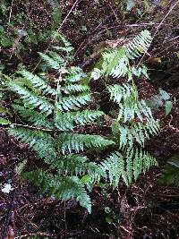 Dryopteris expansa image