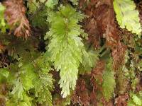 Hymenophyllum flabellatum image