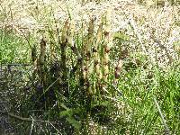 Equisetum telmateia subsp. braunii image