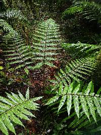 Dicksonia squarrosa image