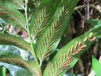 Asplenium gemmiferum image