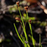 Schizaea tenella image