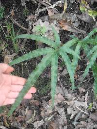 Pteris cretica image