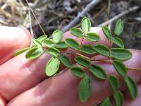 Pellaea andromedifolia image