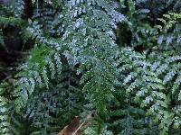 Asplenium lamprophyllum image