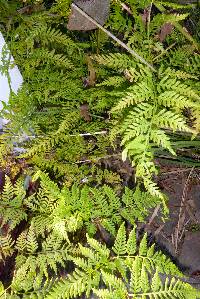 Pteris tremula image