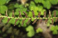 Austroblechnum penna-marina subsp. alpina image