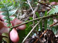 Polystichum wawranum image