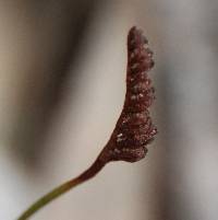 Schizaea fistulosa image