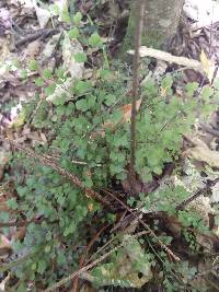 Asplenium hookerianum image