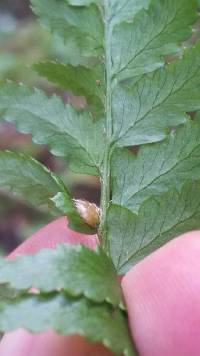 Polystichum andersonii image