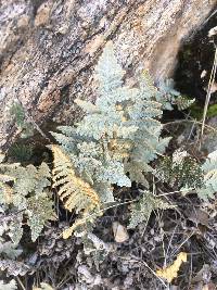 Myriopteris lindheimeri image