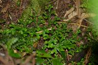 Selaginella kraussiana image