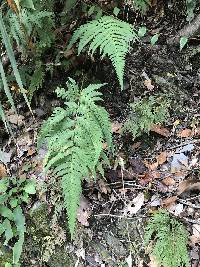 Dryopteris varia image