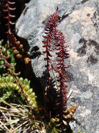 Austroblechnum penna-marina subsp. alpina image