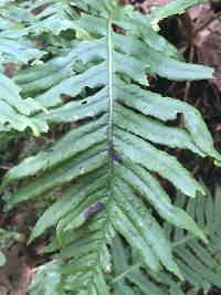 Polypodium glycyrrhiza image