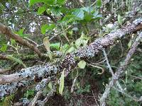 Pyrrosia eleagnifolia image