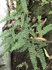 Adiantum diaphanum image