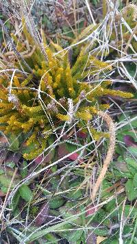 Austrolycopodium fastigiatum image