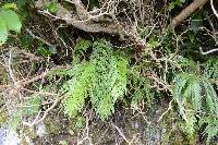 Asplenium appendiculatum subsp. appendiculatum image