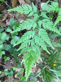 Asplenium onopteris image