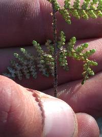 Myriopteris clevelandii image