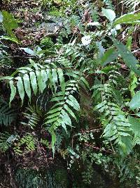 Alsophila podophylla image