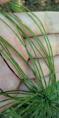 Equisetum pratense image