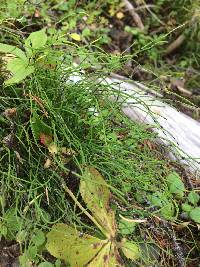 Equisetum scirpoides image