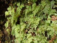 Hymenophyllum rufescens image