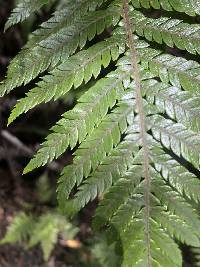 Diploblechnum fraseri image