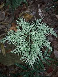 Selaginella firmuloides image