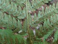 Polystichum dudleyi image