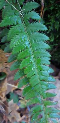 Polystichum aculeatum image