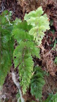 Hymenophyllum flabellatum image