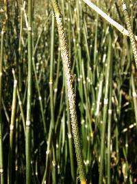 Equisetum hyemale subsp. hyemale image