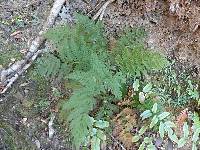 Leptopteris hymenophylloides image