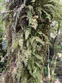 Hymenophyllum frankliniae image