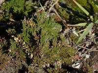 Selaginella tamariscina image