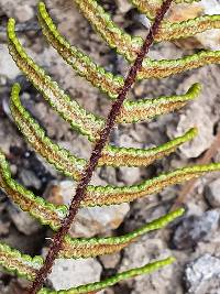 Gleichenia alpina image