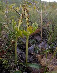 Botrychium boreale image