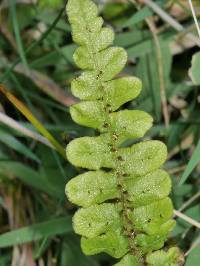 Cranfillia fluviatilis image