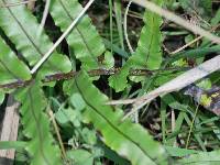 Parablechnum triangularifolium image