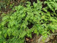 Polypodium californicum image