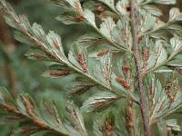 Asplenium bipartitum image