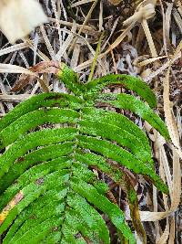 Parablechnum triangularifolium image